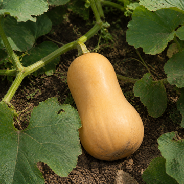 Butterscotch Butternut Squash, growing among squash vines with natural soil on the rind