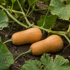 Butterscotch Butternut Squash, resting on garden soil beneath squash leaves