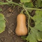 Butterscotch Butternut Squash, viewed from above among vines and uneven garden soil