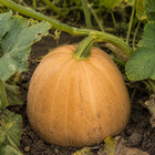 Butterscotch Butternut Squash, close-up of the rind with light soil marks and natural surface texture