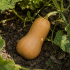 Butterscotch Butternut Squash, nestled among patch vines and broad squash leaves