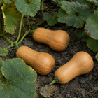 Butterscotch Butternut Squash, in a garden patch with lightly dirty rind and weathered foliage
