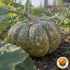Illustrative side view of a mottled Calabaza de Castilla squash in the garden