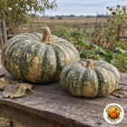 Illustrative image of two harvested Calabaza de Castilla squash on a farm table