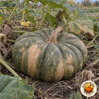 Illustrative image of a mature ribbed Calabaza de Castilla squash among vines