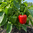 California Wonder Sweet Pepper plant in a Kansas garden, gallery image 2