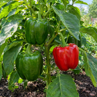 California Wonder Sweet Pepper plant in a Kansas garden, gallery image 3