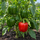 California Wonder Sweet Pepper plant in a Kansas garden, gallery image 4