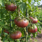 Cherokee Purple Tomato plant in a Kansas garden, gallery image 3