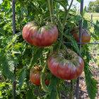 Cherokee Purple Tomato plant in a Kansas garden, gallery image 4