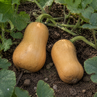Chieftain Butternut Squash, resting on garden soil beneath squash leaves