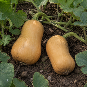 Chieftain Butternut Squash, resting on garden soil beneath squash leaves