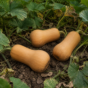 Chieftain Butternut Squash, in a garden patch with lightly dirty rind and weathered foliage