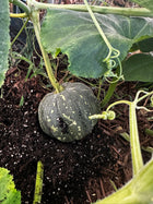 Green Chinese Tropical pumpkin with cream speckles growing on the vine among leaves and tendrils in garden soil.