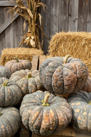 Chirimen squash seeds packet - Japanese kabocha heirloom squash - Autumn Prairie Pumpkins Kansas