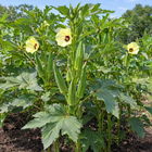 Clemson Spineless Okra plant in a Kansas garden, gallery image 1