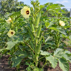 Clemson Spineless Okra plant in a Kansas garden, gallery image 2