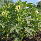 Clemson Spineless Okra plant in a Kansas garden, gallery image 3
