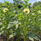 Clemson Spineless Okra plant in a Kansas garden, gallery image 4