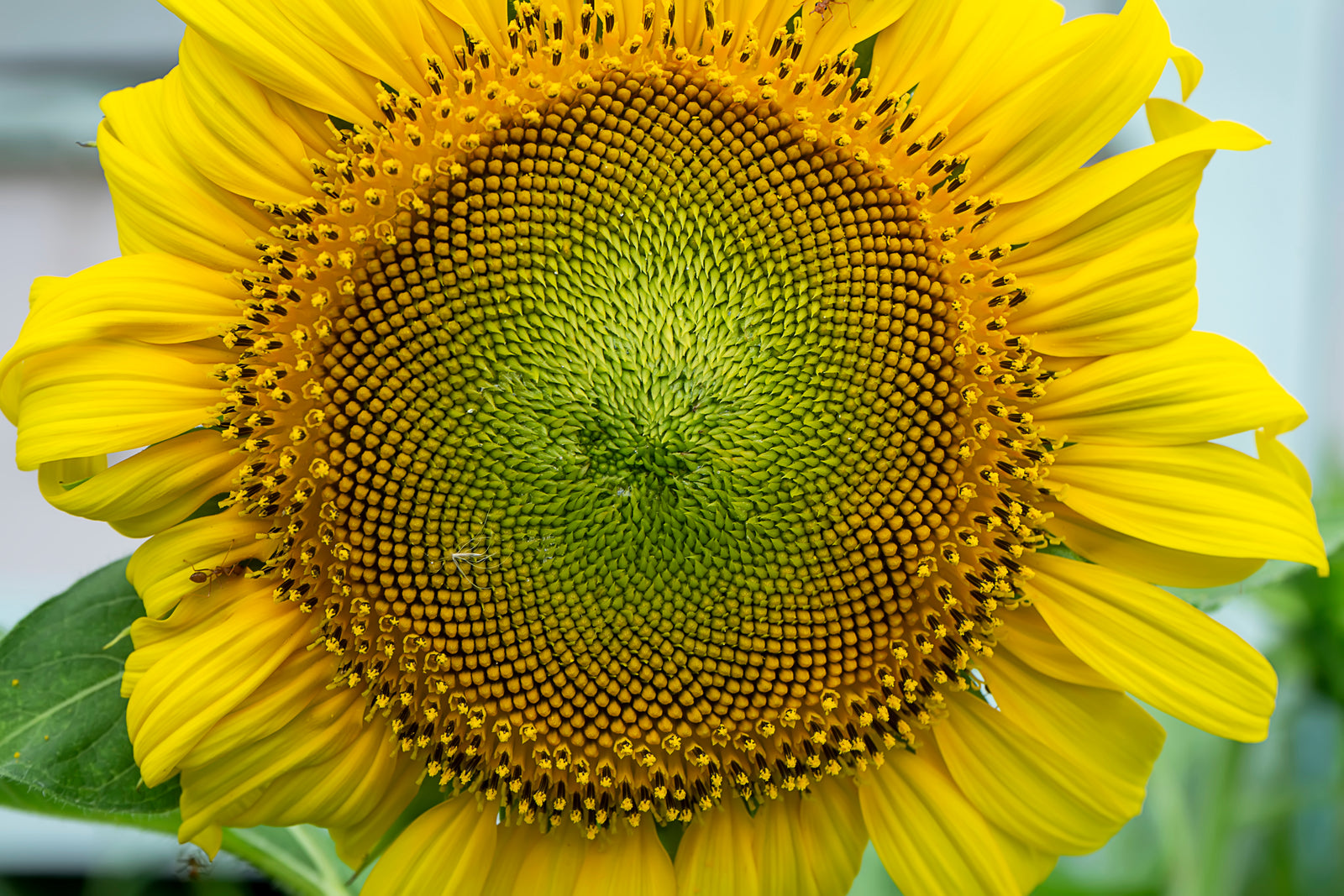 Prairie Sunflower Collection - Mammoth and Autumn Beauty mix - heirloom sunflower seeds