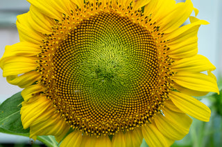 Prairie Sunflower Collection - Mammoth and Autumn Beauty mix - heirloom sunflower seeds