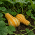 Cushaw Orange-Striped Pumpkin, resting on garden soil beneath squash leaves