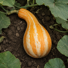 Cushaw Orange-Striped Pumpkin, viewed from above among vines and uneven garden soil