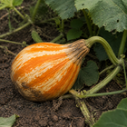 Cushaw Orange-Striped Pumpkin, close-up of the rind with light soil marks and natural surface texture