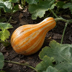 Cushaw Orange-Striped Pumpkin, nestled among patch vines and broad squash leaves