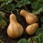 Cushaw Orange-Striped Pumpkin, in a garden patch with lightly dirty rind and weathered foliage
