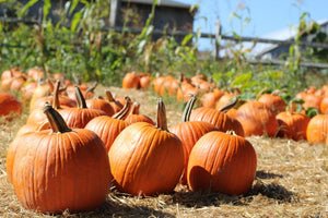 Heirloom moschata squash seeds with small-batch prairie coffee - vine borer resistant gift set