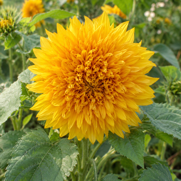 Close-up of a golden double Dwarf Sungold sunflower bloom