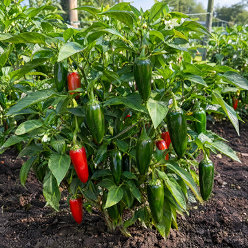 Early Jalapeño Pepper plant in a Kansas garden, gallery image 1
