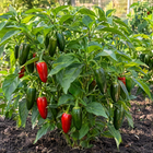 Early Jalapeño Pepper plant in a Kansas garden, gallery image 2