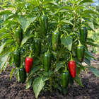 Early Jalapeño Pepper plant in a Kansas garden, gallery image 3