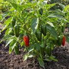 Early Jalapeño Pepper plant in a Kansas garden, gallery image 4