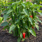 Early Jalapeño Pepper plant in a Kansas garden, gallery image 5