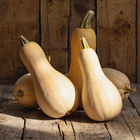 Sucrine du Berry squash - mature tan ochre butternut-type heirloom squash