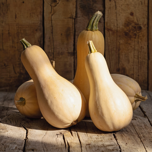 Sucrine du Berry squash - mature tan ochre butternut-type heirloom squash