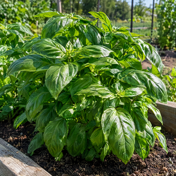 Genovese Basil plant in a Kansas garden, gallery image 1