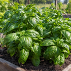 Genovese Basil plant in a Kansas garden, gallery image 2