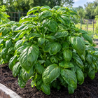 Genovese Basil plant in a Kansas garden, gallery image 3