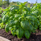 Genovese Basil plant in a Kansas garden, gallery image 4
