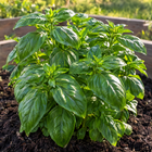 Genovese Basil plant in a Kansas garden, gallery image 5