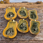 Cut Guatemalan Green Ayote squash showing golden flesh and seeds on a weathered prairie table