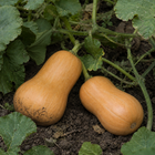 Honeybaby Butternut Squash, resting on garden soil beneath squash leaves