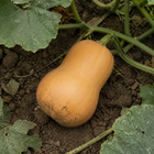 Honeybaby Butternut Squash, viewed from above among vines and uneven garden soil