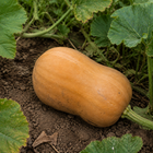 Honeybaby Butternut Squash, close-up of the rind with light soil marks and natural surface texture