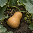Honeybaby Butternut Squash, nestled among patch vines and broad squash leaves