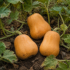 Honeybaby Butternut Squash, in a garden patch with lightly dirty rind and weathered foliage
